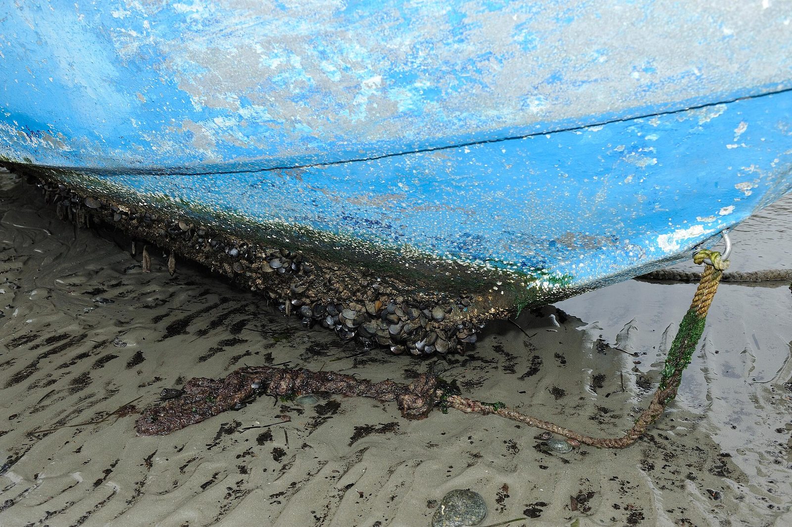 Biofouling na kadłubie łodzi rybackiej po sezonie w wodzie — małże, algi i biofilm na powierzchni, odsłonięte przy niskim stanie wody. Fot. Olivier Dugornay (Ifremer), CC BY 4.0, Wikimedia Commons
