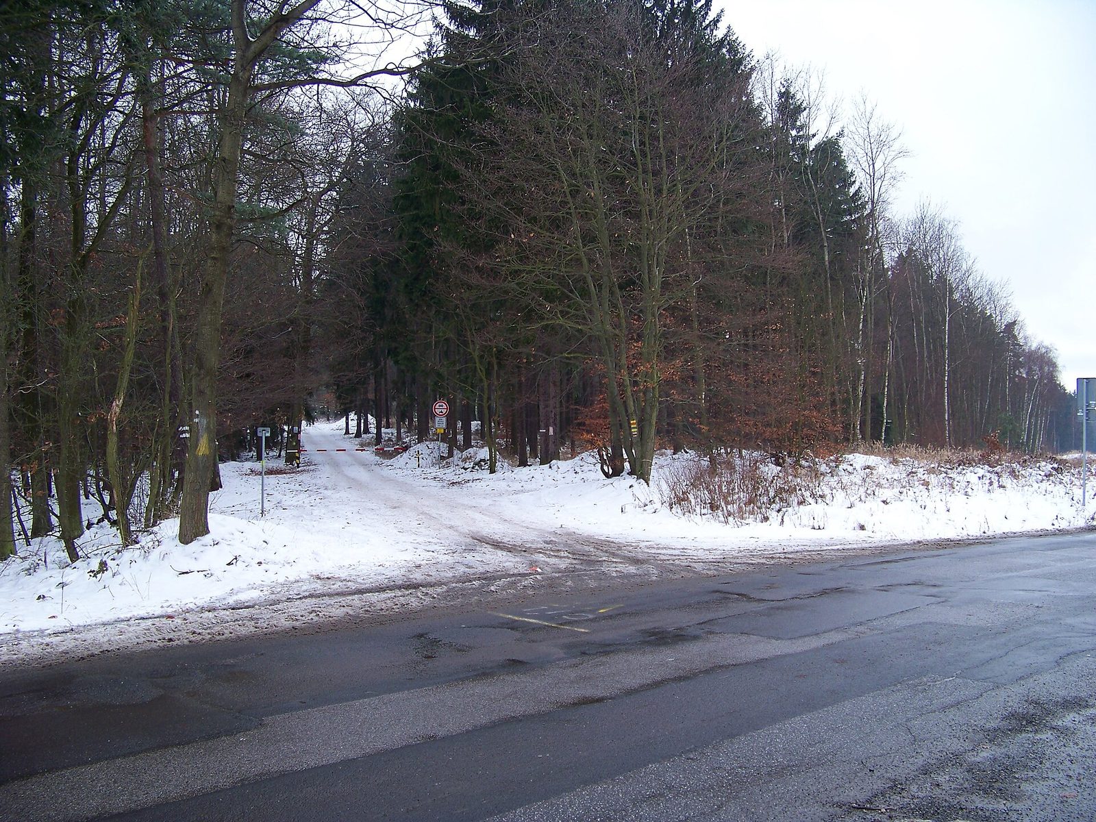 Zaśnieżona leśna droga wchodząca w bór świerkowy i liściasty w zimowy dzień, Brdy, Czechy. Szara nieba i zamarznięty asfalt. Fot. cs:ŠJů, CC BY-SA 3.0, Wikimedia Commons